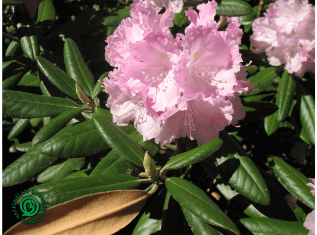 Rhododendron yakushimanum